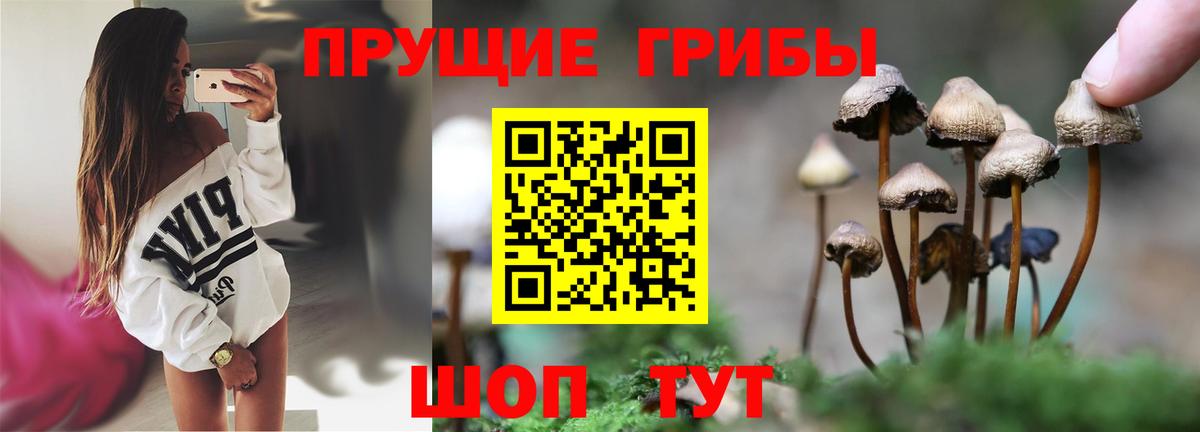 Галлюциногенные грибы Psilocybe Элиста